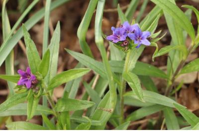 <i>Aegonychon purpurocaeruleum</i>