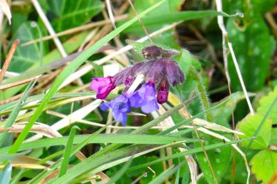 <i>Pulmonaria longifolia</i>