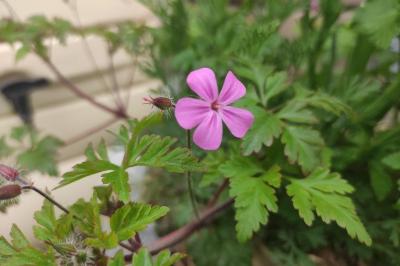 <i>Geranium robertianum</i>