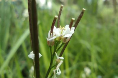 <i>Cardamine hirsuta</i>