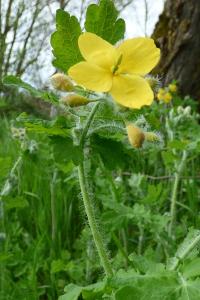 <i>Chelidonium majus</i>