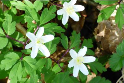 <i>Anemone nemorosa</i>