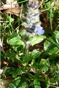 <i>Ajuga reptans</i>
