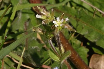 <i>Cerastium glomeratum</i>