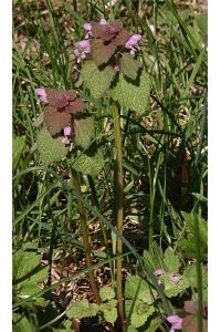 <i>Lamium purpureum</i>