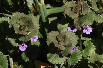 <i>Glechoma hederacea</i>