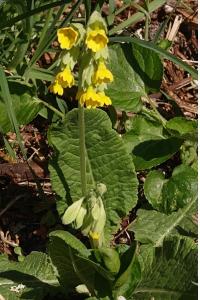 <i>Primula veris</i>