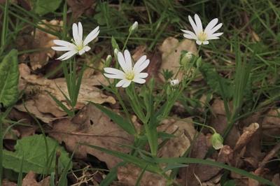 <i>Rabelera holostea</i>