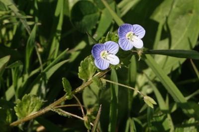 <i>Veronica persica</i>