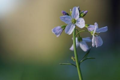 <i>Cardamine pratensis</i>
