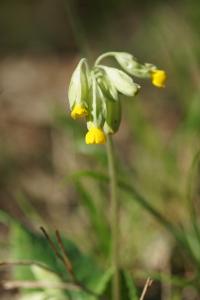 <i>Primula veris</i>