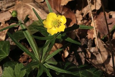 <i>Ranunculus auricomus</i>