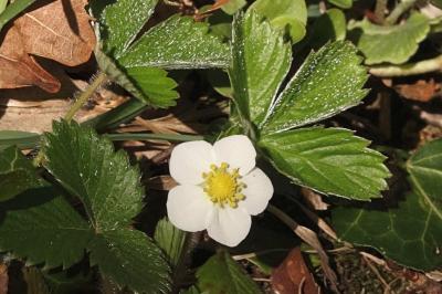 <i>Fragaria vesca</i>