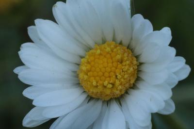 <i>Bellis perennis</i>