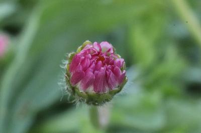 <i>Bellis perennis</i>