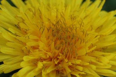 <i>Taraxacum officinale</i>