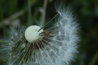 <i>Taraxacum officinale</i>