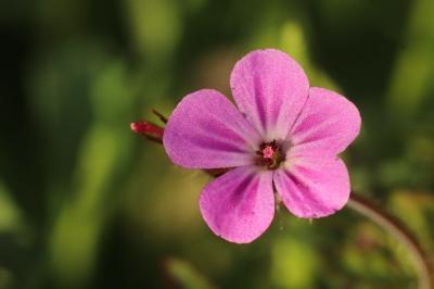 <i>Geranium robertianum</i>