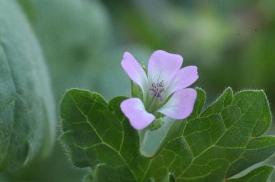 <i>Geranium rotundifolium</i>