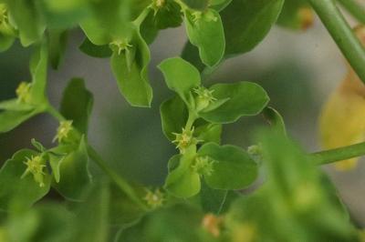 <i>Euphorbia peplus</i>