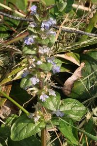 <i>Ajuga reptans</i>