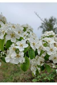 <i>Prunus mahaleb</i>