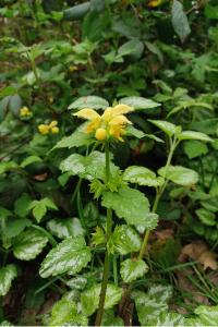 <i>Lamium galeobdolon</i>