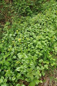 <i>Lamium galeobdolon</i>