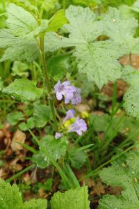 <i>Glechoma hederacea</i>