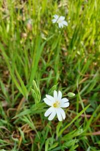 <i>Rabelera holostea</i>