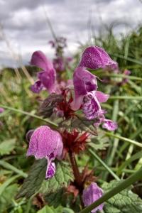 <i>Lamium maculatum</i>