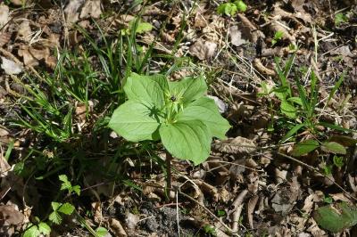 <i>Paris quadrifolia</i>
