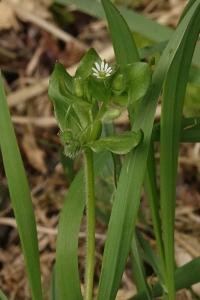 <i>Stellaria media</i>