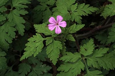 <i>Geranium robertianum</i>