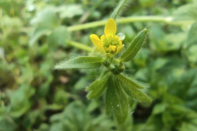 <i>Ranunculus parviflorus</i>