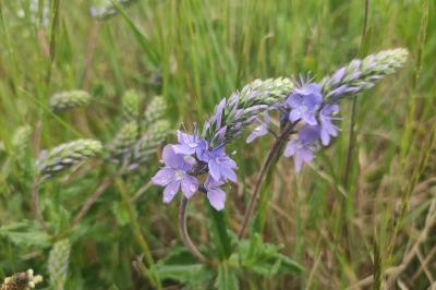 <i>Veronica bastardii</i>