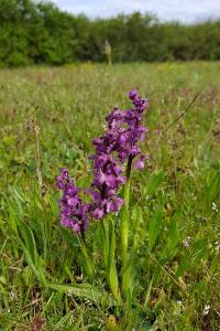 <i>Anacamptis morio</i>