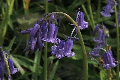 <i>Hyacinthoides non-scripta</i>
