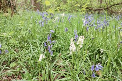 <i>Hyacinthoides non-scripta</i>