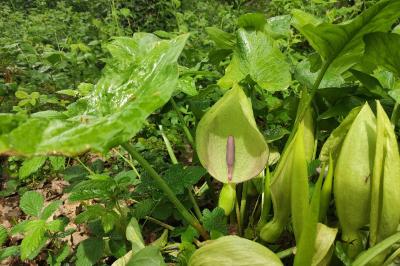 Araceae