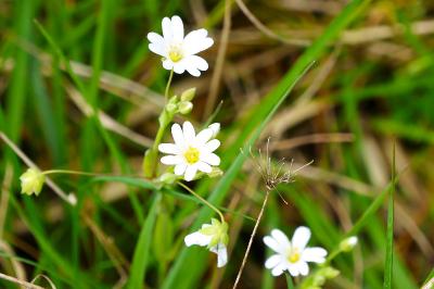 <i>Rabelera holostea</i>