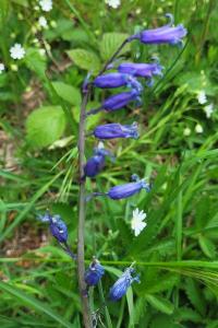 <i>Hyacinthoides non-scripta</i>