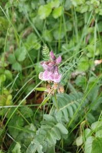 <i>Vicia sepium</i>