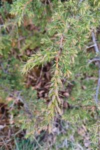 <i>Juniperus communis</i>
