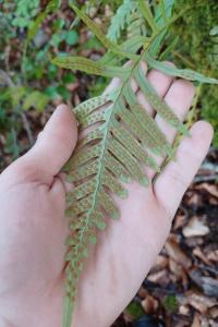 <i>Polypodium vulgare</i>