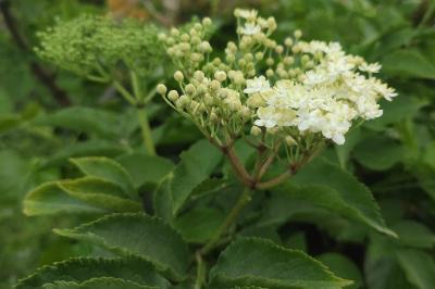 Viburnaceae