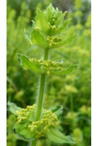 <i>Cruciata laevipes</i>