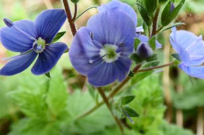 <i>Veronica chamaedrys</i>