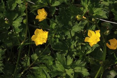 <i>Ranunculus acris</i>