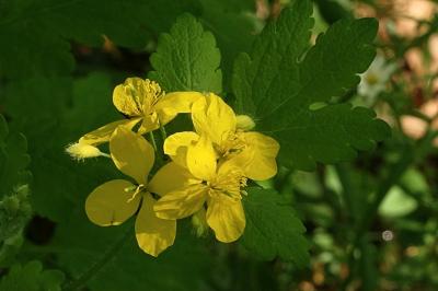 <i>Chelidonium majus</i>